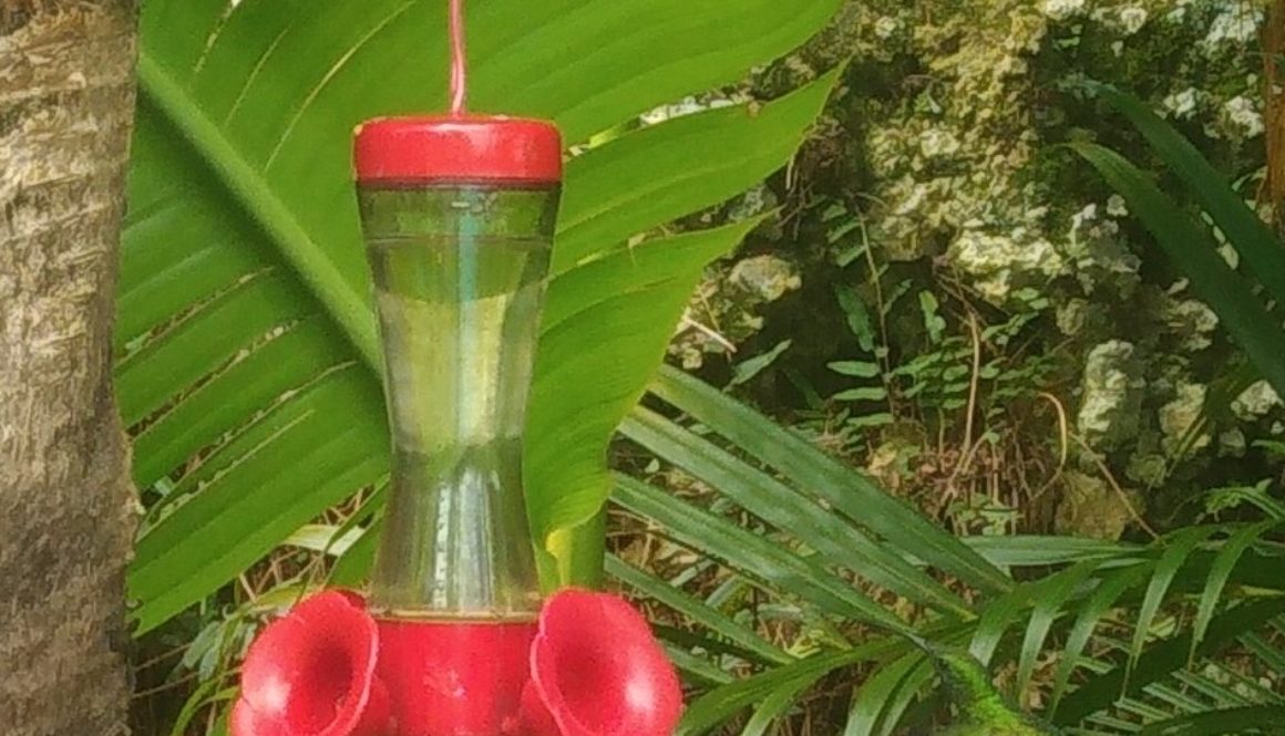 Photo d'un colibri qui s'approche de l'abreuvoir