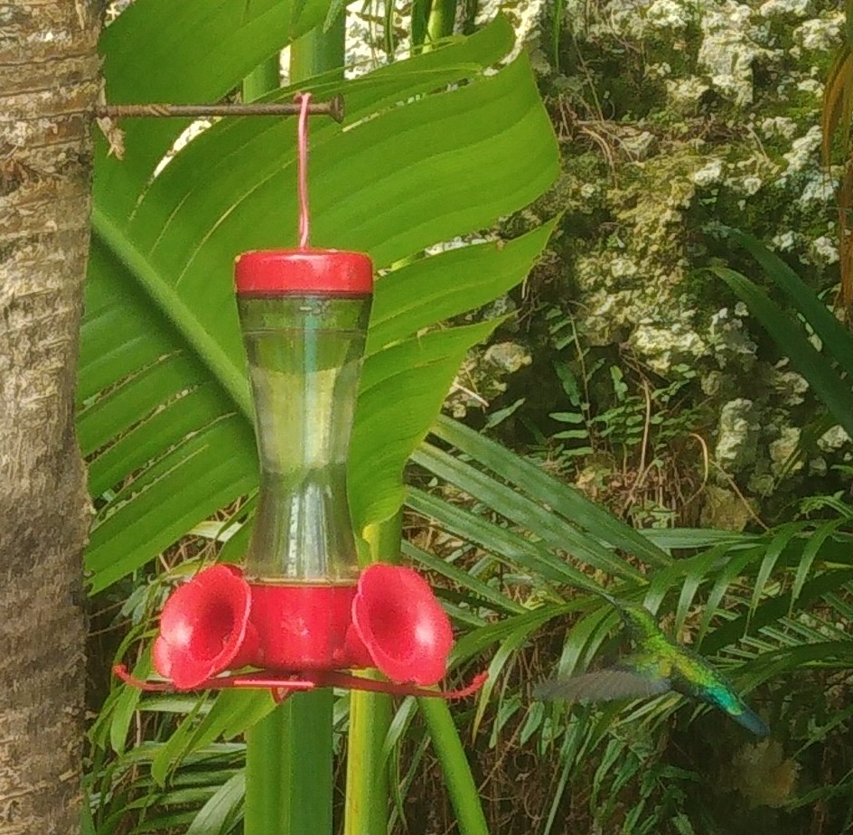 Photo d'un colibri qui s'approche de l'abreuvoir